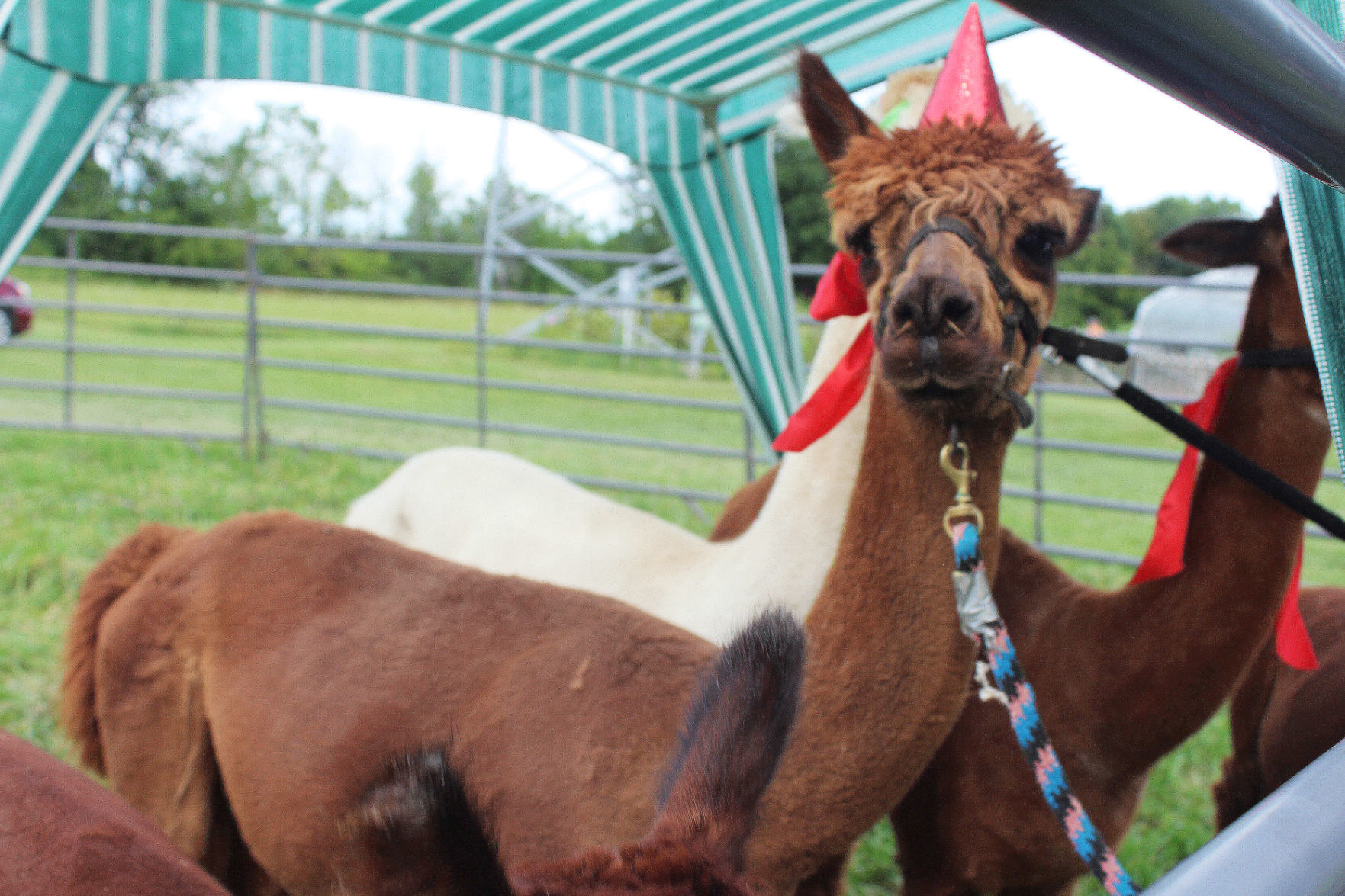 Party alpaca